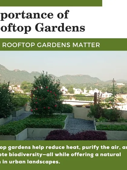 Rooftop gardens are vital for urban areas. They help reduce the urban heat island effect, purify the air, and promote biodiversity, all while providing a beautiful natural haven.