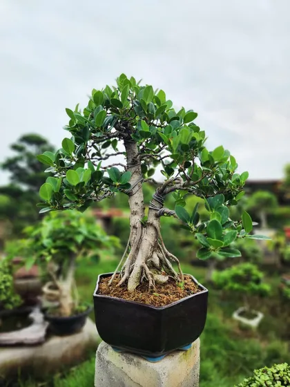 A close-up of one of our hand-crafted Ficus bonsai trees. Notice the intricate root structure and healthy, vibrant leaves, a testament to the care we put into growing each plant. These are perfect for adding a touch of zen and sophistication to any space.
