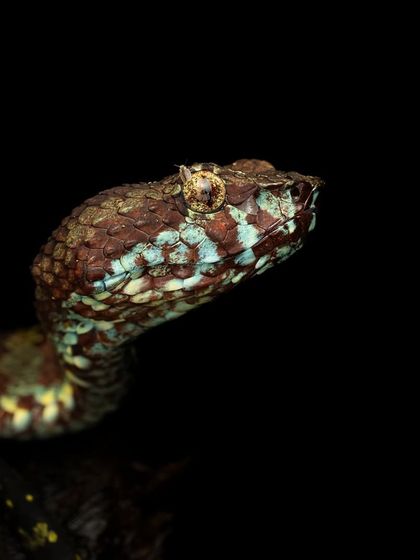 A close-up portrait of a Hump-nosed Pit Viper from our macro photography workshop in Wayanad.
