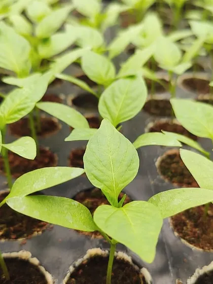 From tiny seeds to vibrant beginnings. These close-up shots show our chili seedlings emerging, a promise of the spicy and flavorful peppers to come.