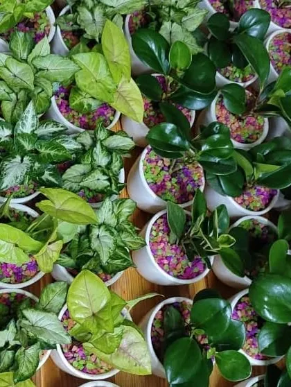 Make your special day unforgettable with living wedding favors. This overhead view shows a large order of Syngonium and Peperomia plants in classic white ceramic pots, ready to be gifted to wedding guests as a beautiful, growing memory.