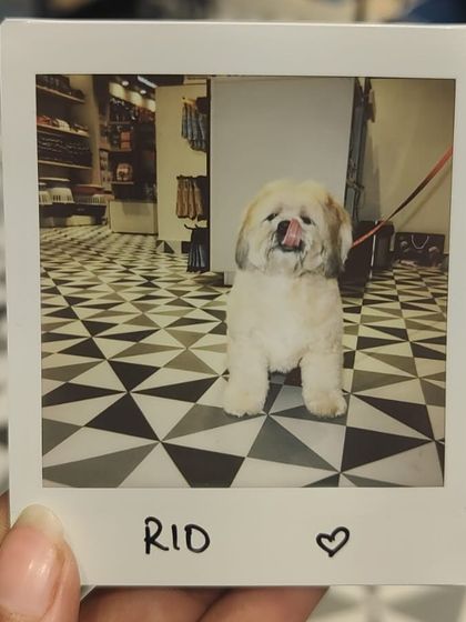 Zigly - Professional Pet Grooming & Spa Community Events & Fun Moments photo 8