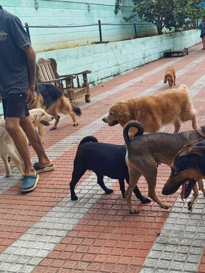 Lots of sniffing and greeting going on. This is where shy dogs learn to open up and make new friends.