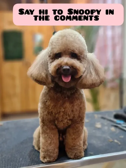 Mamppi Deb - Pet Grooming & Styling Poodle, Doodle & Cockapoo Styles photo 6