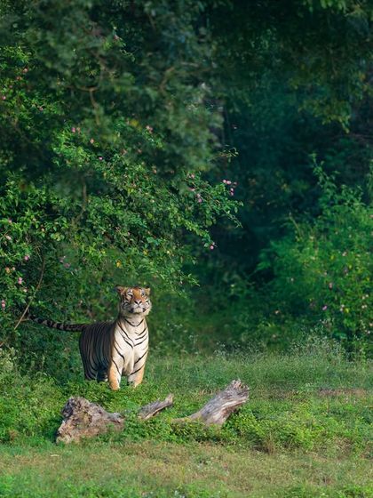 Karadi Male emerges from the lush greenery of Bandipur. The vibrant foliage frames him perfectly, highlighting his powerful form and the wildness of his habitat.