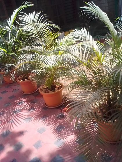 Hygrinz - Garden Maintenance Urban & Indoor Greening photo 4