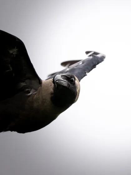 A creative, low-angle shot of a crow in flight against a white background. The unusual perspective and stark contrast make for a dramatic image.