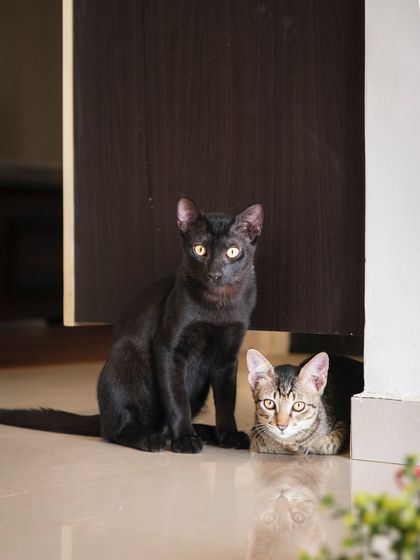 Two cats, one black and one tabby, peeking out from behind a door. A classic example of feline curiosity captured during an in-home shoot.
