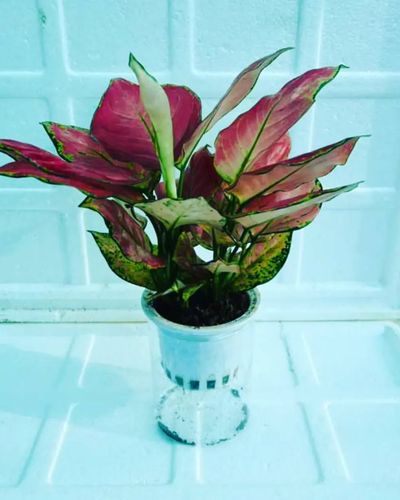 Hydroponic Plant Systems