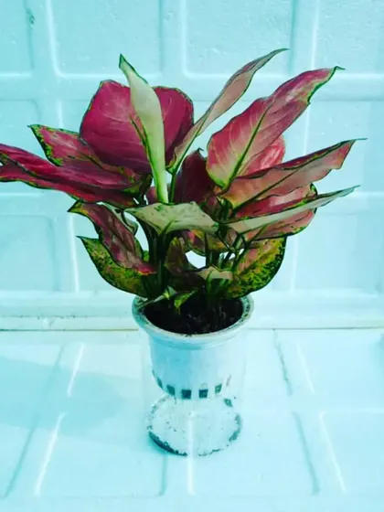 A beautiful red Aglaonema in a glass vase, showing how elegant these hydroponic plants look. They require no soil and only need a water change occasionally.