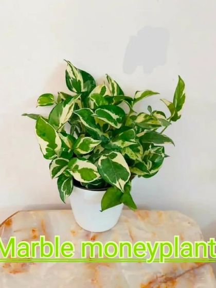 The Marble Queen Pothos is another beautiful money plant variety. It has creamy white and green marbled leaves and is very easy to grow.