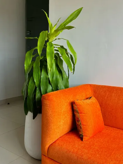 The vibrant orange of the sofa is beautifully complemented by the deep green of the Dracaena plant beside it. We love using plants to create bold color contrasts that bring energy and life to a room.