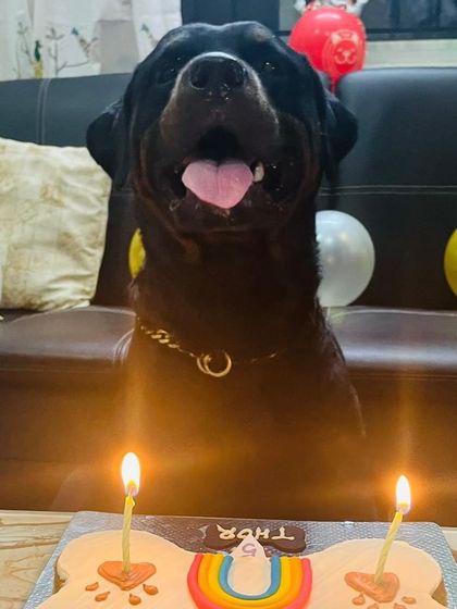 Thor the Rottweiler celebrating with a rainbow-themed cake. Love is love, and every dog deserves to be part of the celebration.