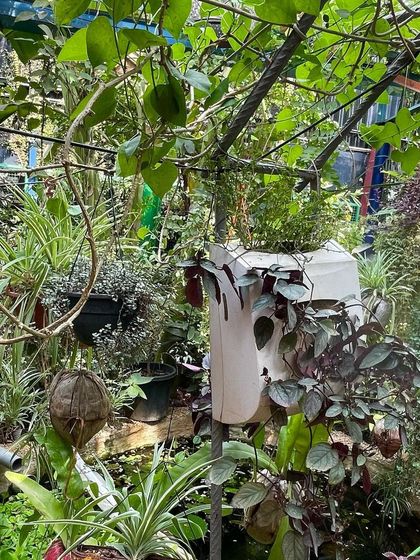 A close-up of the lush greenery in our permaculture garden. The entire space is designed to be a living lab, demonstrating sustainable solutions and our interconnectedness with nature.
