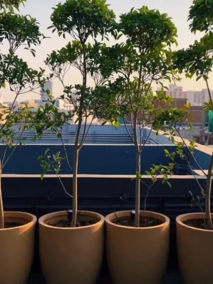 For this terrace, we used a row of uniform Ficus trees in matching planters to create a clean, modern green screen. This approach provides privacy and a strong design element that defines the edge of the space.