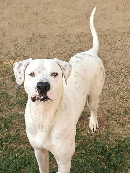 Another look at Jade. He has settled in well at our facility and is a powerful, loyal dog waiting for the right person to adopt him.