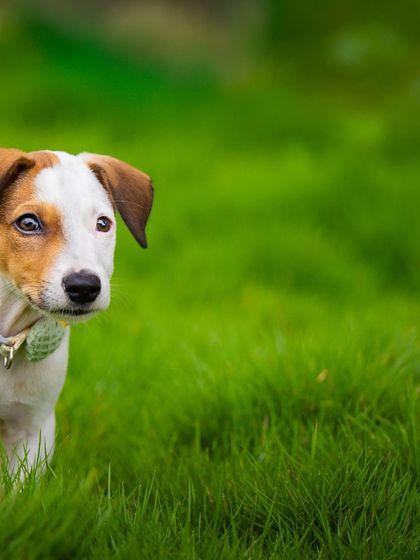 A candid shot of Frankie peeking out from the vibrant green grass. These photos help potential adopters see the playful and curious personality of the animal.