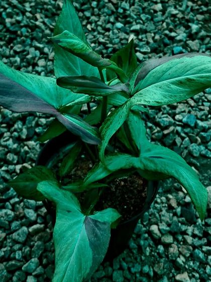 Aroid Collector's Corner photo 16