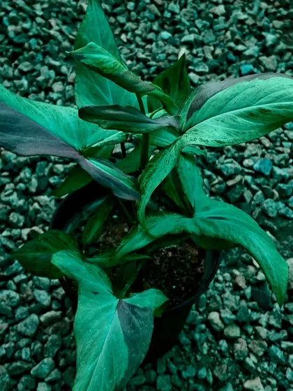 A young Syngonium plant against a gravel background. These are fast-growing and easy-to-propagate aroids, perfect for both new and experienced plant owners.