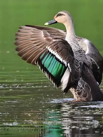 An Indian Spot-billed Duck flaps its wings in the water, revealing the stunning green speculum. This patch of color on the secondary flight feathers is a striking feature of many duck species.