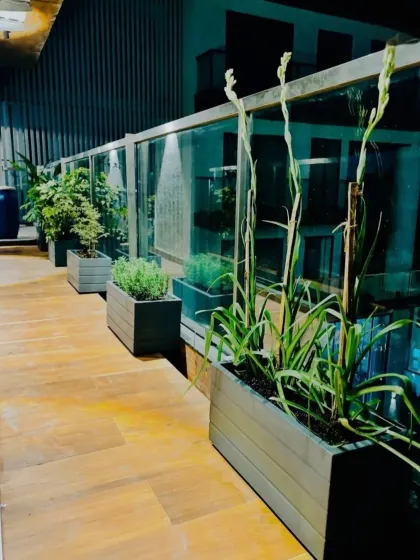 This shot highlights the beautiful flowering Rajanigandha (Tuberose) plants, whose white blooms stand out in the evening and add a lovely fragrance to the space.