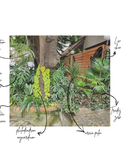 Our own office space serves as a living laboratory for tropical plant arrangements. Here, we've layered Monstera deliciosa with a climbing Philodendron oxycardium and fan-like Livistona chinensis to create a tranquil green corner.