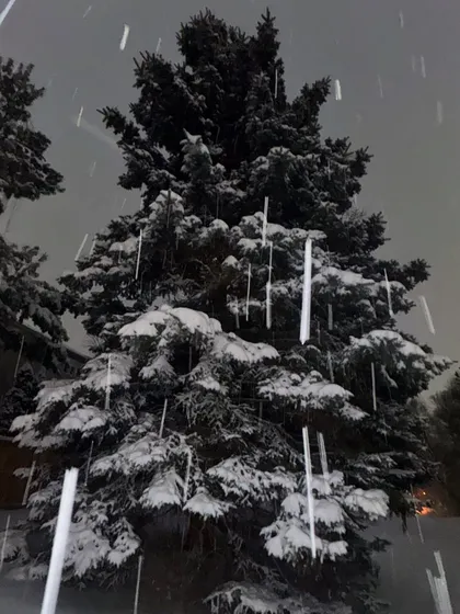 A dramatic shot of snow falling on a pine tree at night.