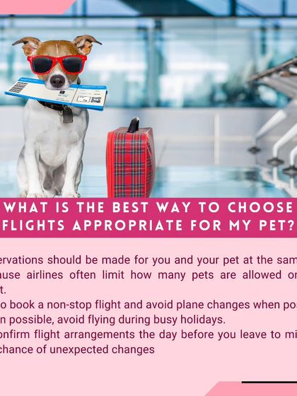 Global Pet Cab - Domestic Pet Relocation Your Pet Travel Questions, Answered photo 5