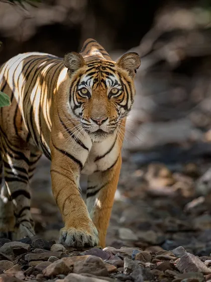 Noor on the prowl, her body illuminated by dappled sunlight. The play of light and shadow in the forest is a constant creative challenge and opportunity.