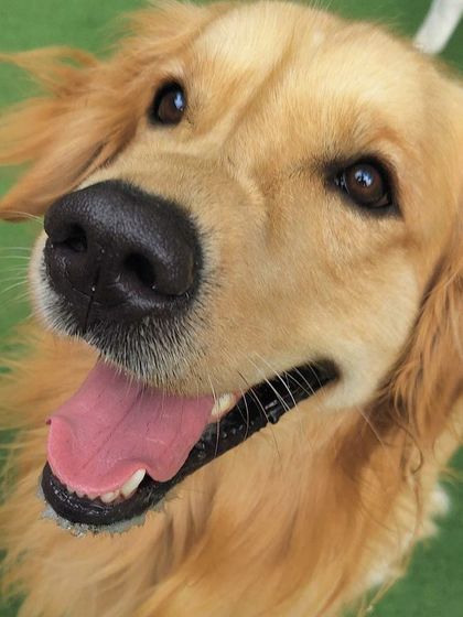 Becky's Bow Wow House - Dog Boarding (Overnight & Long-Term) Pawsitive Vibes: Our Happy Guests photo 9