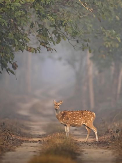 A lone doe on a misty forest road. The atmospheric conditions create a soft, ethereal quality, perfect for creating fine art wildlife images.