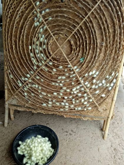 Silk cocoons are placed on these traditional bamboo racks. The patterns and textures of local life are as fascinating as the natural landscapes.