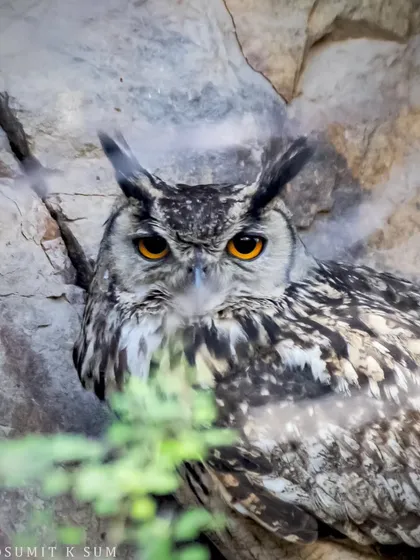 A tight portrait of the Indian Eagle Owl, focusing on its intimidating stare. This close-up reveals the intricate feather patterns and the sheer intensity of this magnificent predator.