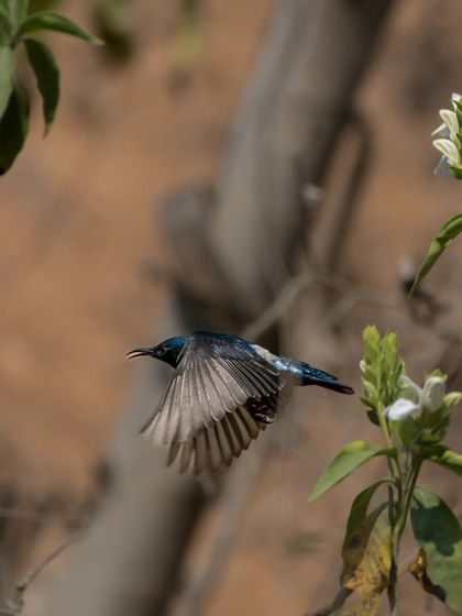 A Purple Sunbird captured in mid-flight, its wings a blur of motion.