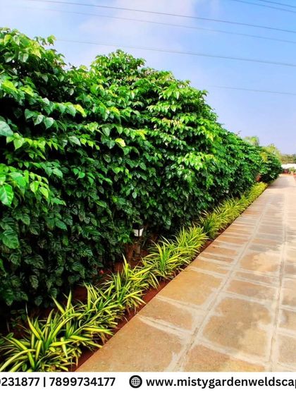 A beautiful example of our villa landscaping work. The stone pathway is flanked by a dense, green privacy hedge on one side and layered ornamental plants on the other, creating a serene walkway.