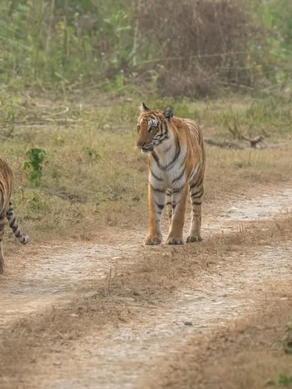 Queen Pedwaali with her young ones. Capturing a family on the move requires a wide composition and the ability to keep multiple subjects in focus.