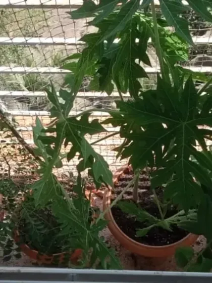 Even fruit trees like Papaya can be grown on a balcony. We provide the expertise to care for edible plants in urban settings.