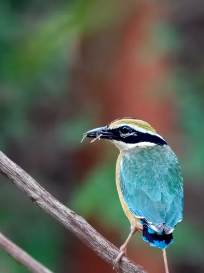 An Indian Pitta, or 'Navrang', with an insect in its beak, photographed at Bhondsi Ashram, Gurugram.