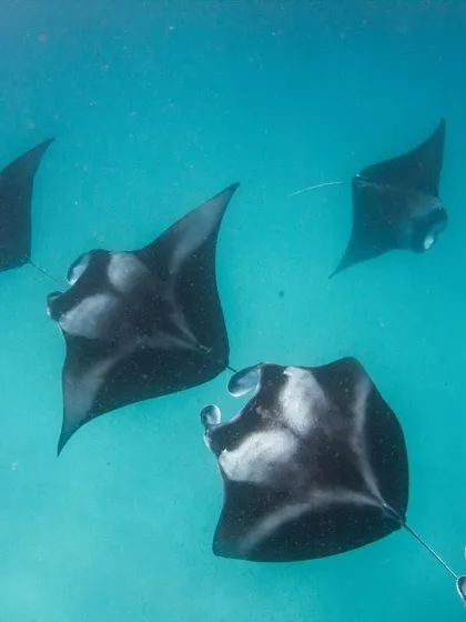 A large group of manta rays feeding in Hanifaru Bay. It's an underwater spectacle that you have to see to believe.