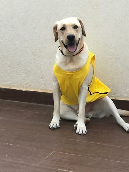 Petspace - Dog Boarding Our Pack Through the Years photo 6