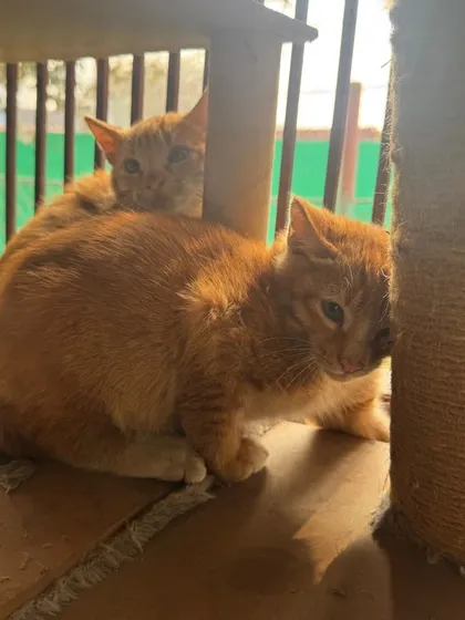 Hiding behind the cat tree, these two are a little shy but warm up quickly with a gentle touch. They are looking for a patient and loving family.