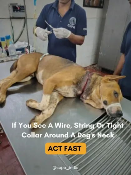 Cupa - Emergency Animal Rescue & Treatment Dog Rescue & Recovery Stories photo 19