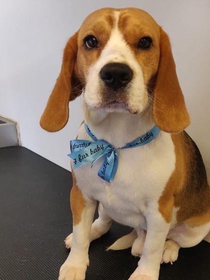 This sweet Beagle is looking sharp and ready for summer. A good grooming session helps keep them cool and comfortable during the warmer months.