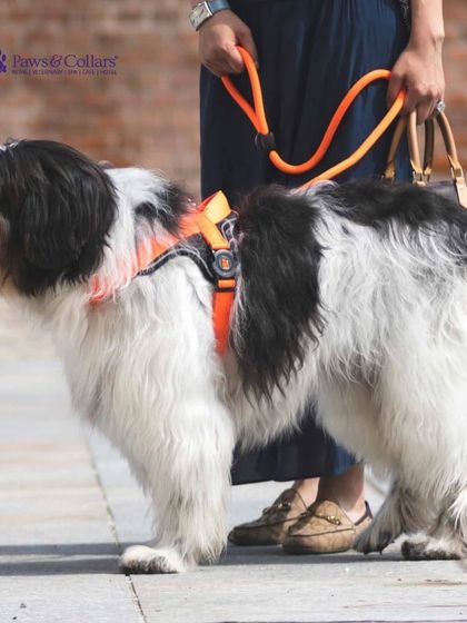 PawsnCollars - Pet Supplies Adventure & Walking Gear photo 6