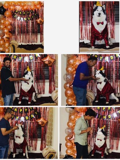 K9 Gurukul - Dog Boarding & Daycare Birthday Paw-ties & Celebrations photo 19