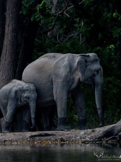 An elephant mother stands protectively beside her young calf at the water's edge in Rajaji.