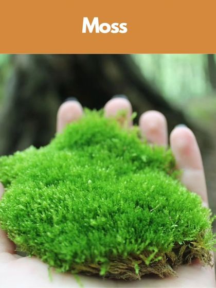 Healing Garden - Terrarium & Miniature Garden Workshops Everything You Need is Included photo 6