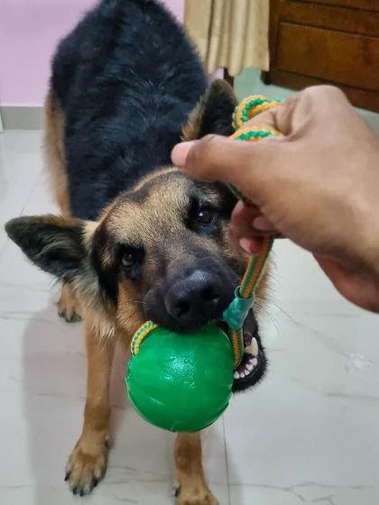 A first-person view of Spartan enjoying his new toy. Using toys that a dog truly loves is key to keeping training sessions exciting and rewarding.