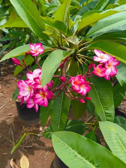 A lovely pink Champa in the nursery.