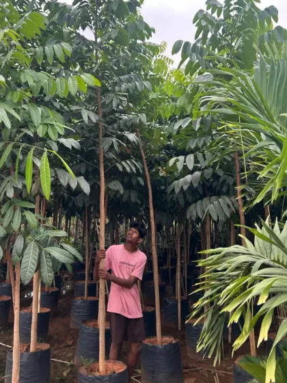 We grow a diverse range of large trees to meet any client's needs.